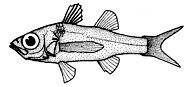Howella brodiei_claves